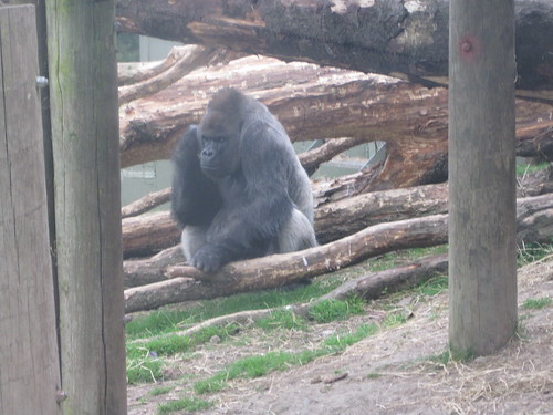 Gorilla at Dublin Zoo