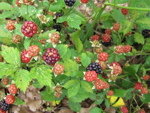 wild blackberries
