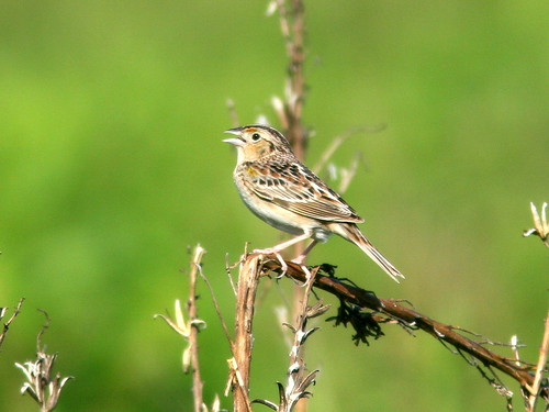 Grasshopper Sparrow 2-20100607