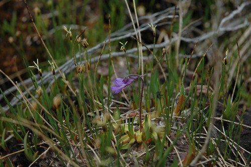 The insectivorous Common Butterwort