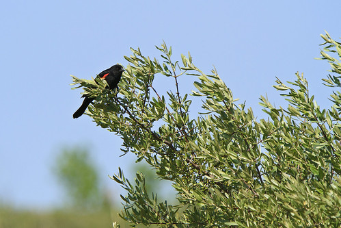 Redwinged Blackbird in the Wind