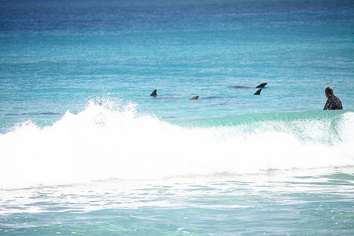 Dolphins at Berry Bay