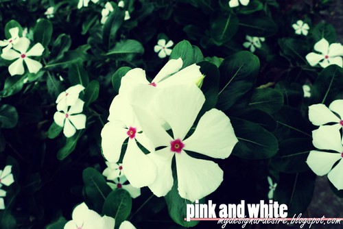 pinkandwhite [800x600]