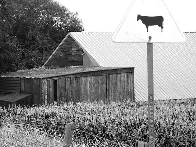 P1040565_cow_on_roof