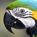 Blue-and-yellow Macaw, Ara ararauna