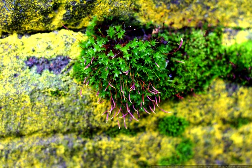 mossy wall in our neighborhood - _MG_3253