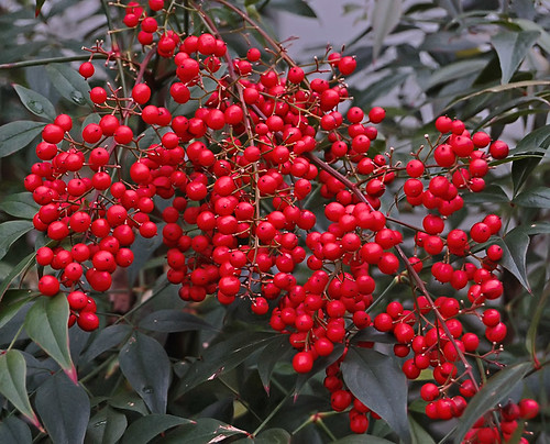 Red berries, at Missouri Botanical Garden (Shaw's Garden), in Saint Louis, Missouri, USA