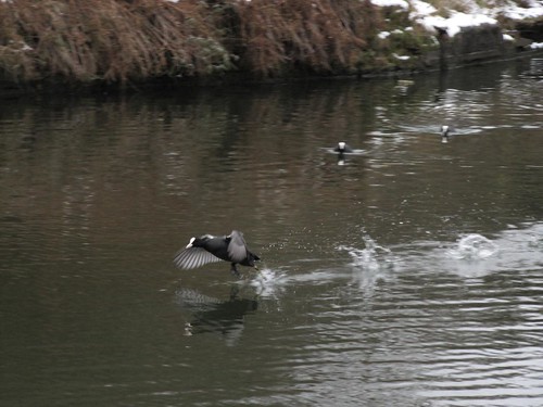 Bird on icy canal takes off 4485