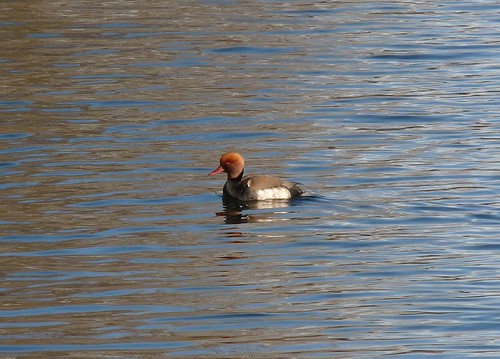 11948 - Red Crested Pochard at Cosmeston Lakes. Cardiff