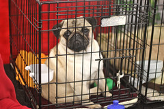 Golden Gate Kennel Club Dog Show: Pug