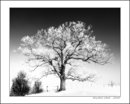 Rucker Oak IR (by Silver Image)