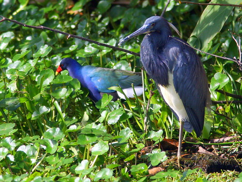 Gallinule and Tricolored Heron 20100301