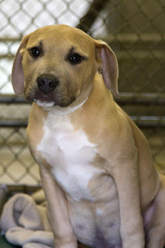A019934/19937, Male, 5 months,  tan / white  Pit Bull Terrier, avail 3/3/2010