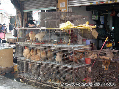 Chicken and rabbits waiting to be slaughtered