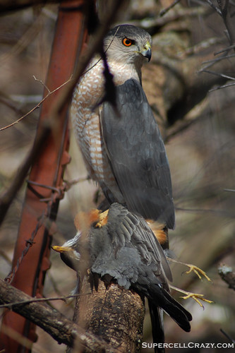 Predator and Prey. A falcon watches guard over his lunch.