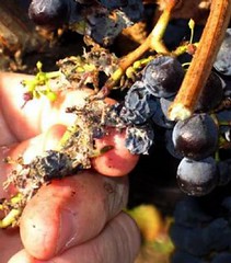 El INV prohibe sacar uva fresca de la zona afectada por la plaga