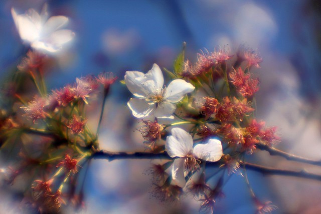 cherry tree, soft focus