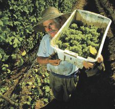Chilecito llegó a casi 100 millones de kilos de uva