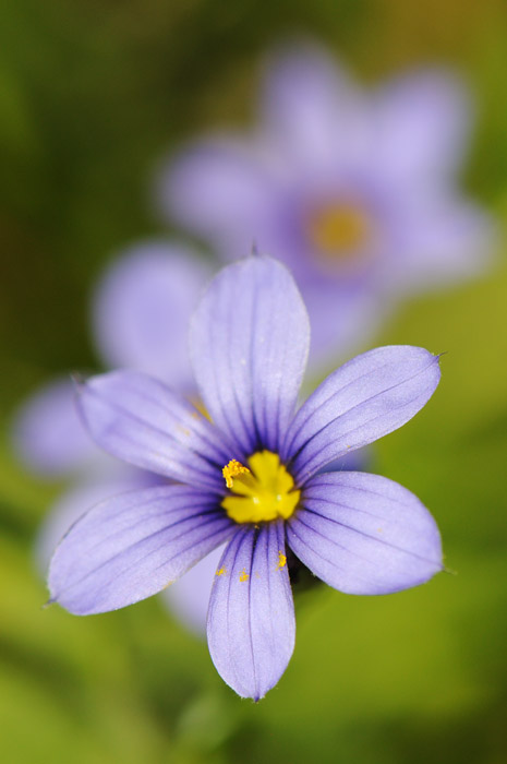 web_violetfacingvertical_wildflowers_2604