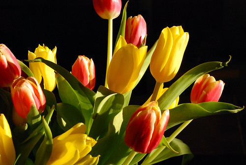 Anniversary tulips