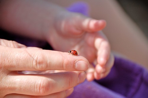 camping: ladybug