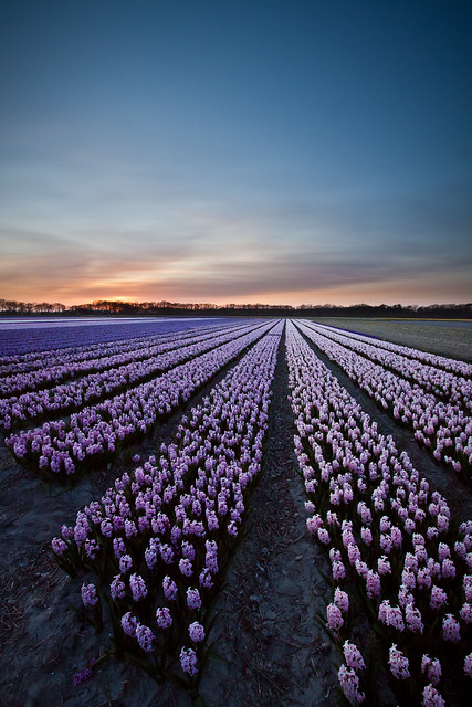 Evening glory (hyacinth fields Netherlands)