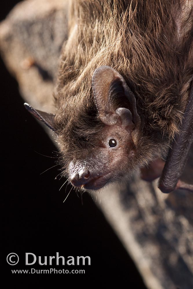 evening bat (Nycticeius humeralis)