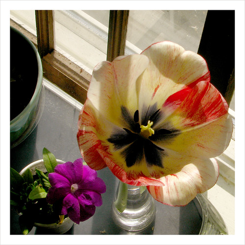 tulip in the window