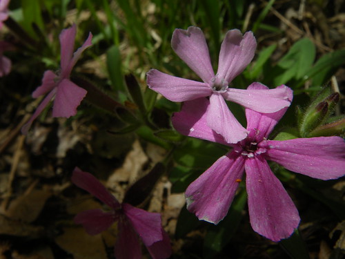 Silene caroliniana (Carolina pink)