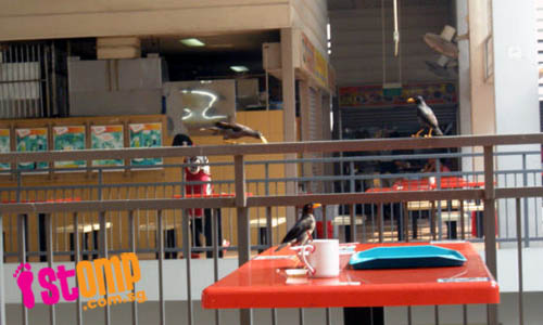  Nuisance birds scavenge, defecate everywhere at Taman Jurong Food Centre