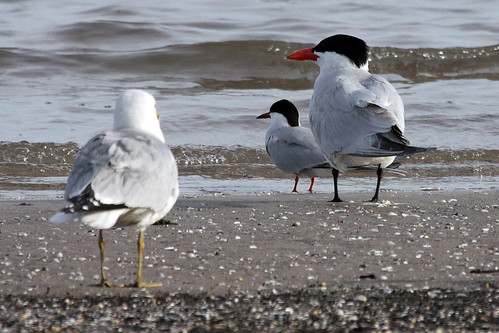 Ring-billed Gull, Forster's and Caspian Terns