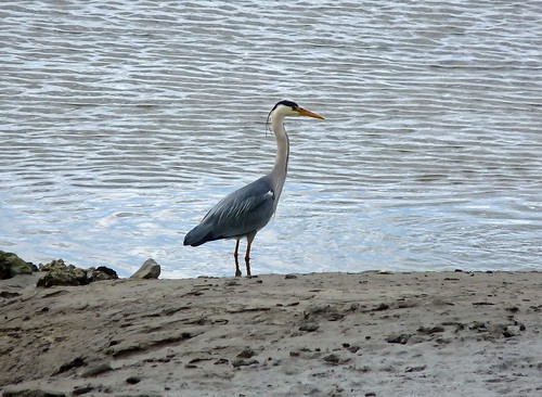 12449 - Grey Heron at Loughor Bridge