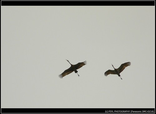 Sandhill Cranes (Grus canadensis) in flight