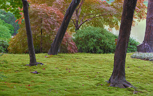 Missouri Botanical Garden (Shaw's Garden), in Saint Louis, MIssouri, USA - trees in Japanese garden