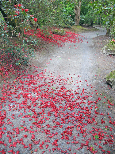 Strewn with Red