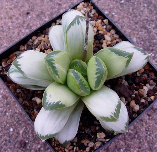 Haworthia "pale peace" is a marvel and strange plant. by picta67