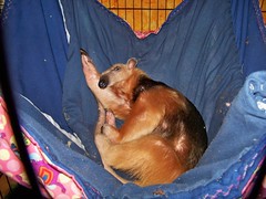 Edorado relaxing in his hammock