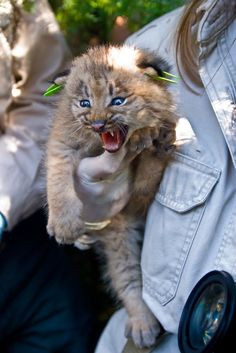 Canadian Lynx Kitten. Canada Lynx Kitten,