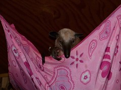 Pua chillin in her hammock