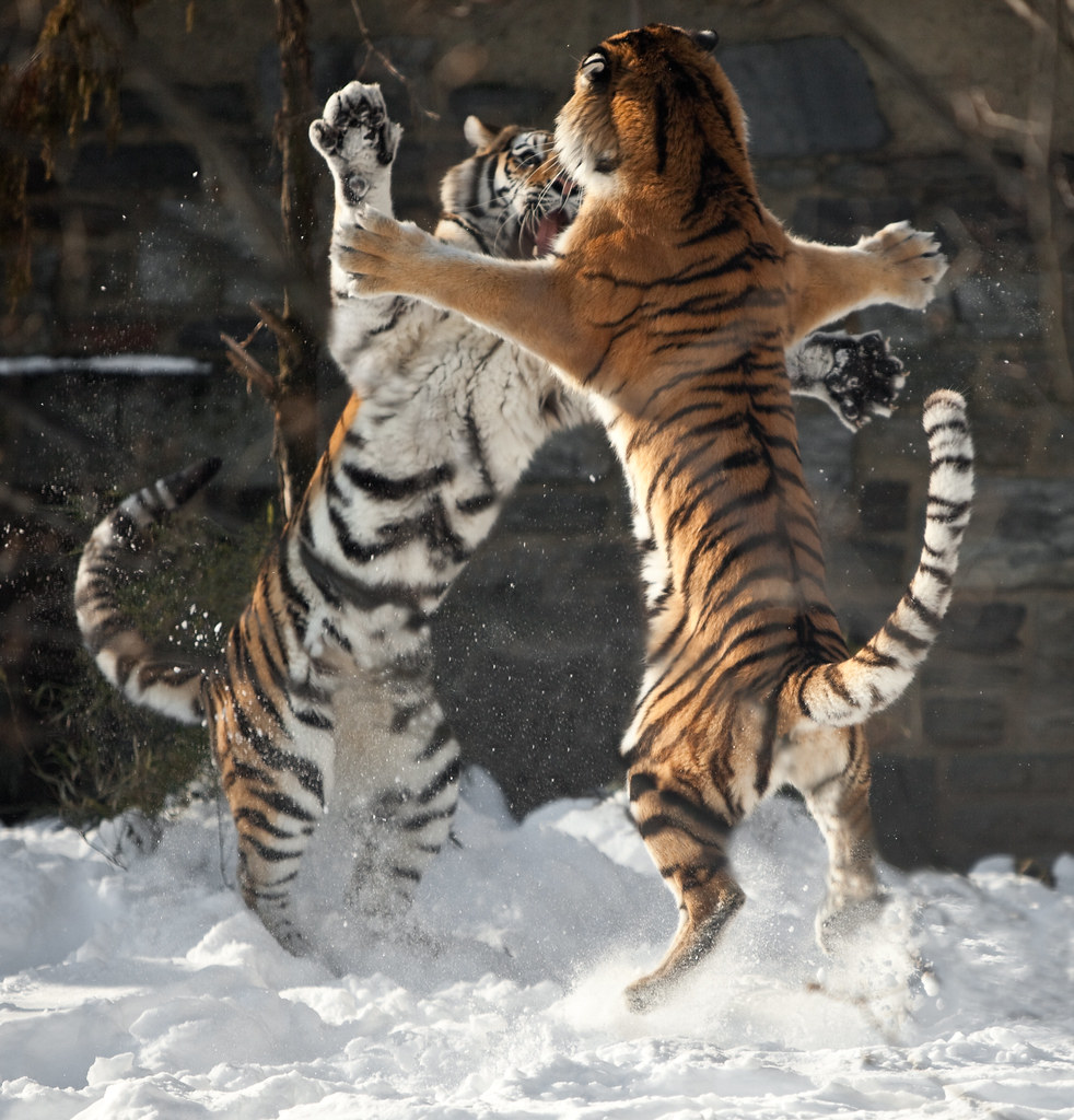 Cat Fight in the Snow by Pat Murray