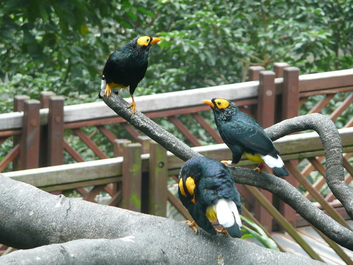 Hong Kong Park Aviary