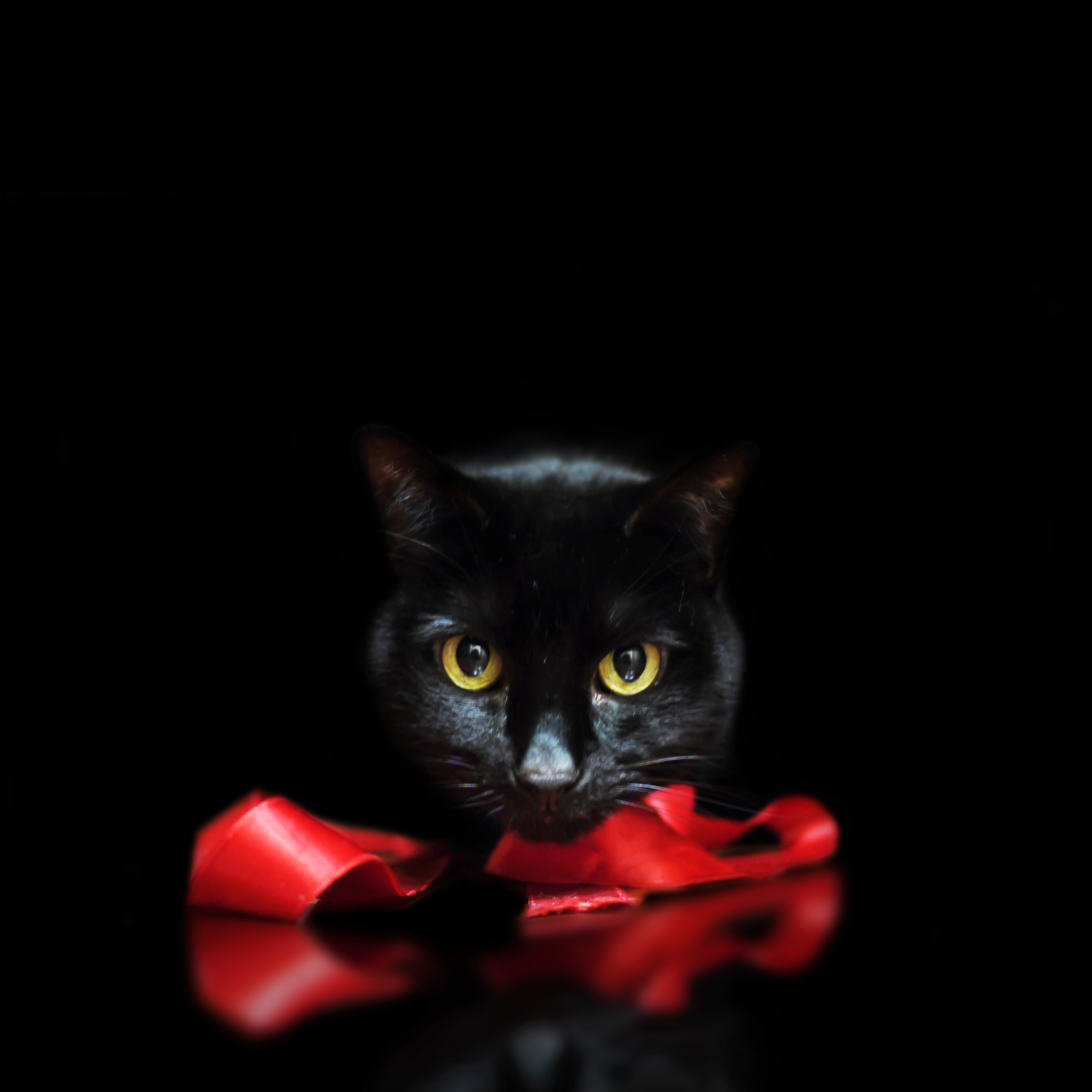 フリー画像 動物写真 哺乳類 ネコ科 猫 ネコ 黒猫 黒色 ブラック フリー素材 画像素材なら 無料 フリー写真素材のフリーフォト
