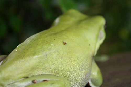 Tree Frog and Passengers