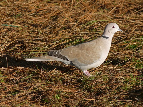 11875 - Collared Dove at WWT Llanelli