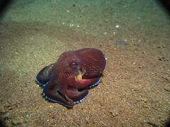 Handsome Octopus at Puri Jati (PJ)