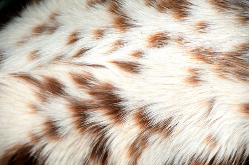 designs patterns in hair. Longhorn Cattle Fur Hair Designs Patterns Spots Fort Worth Texas Stock Show