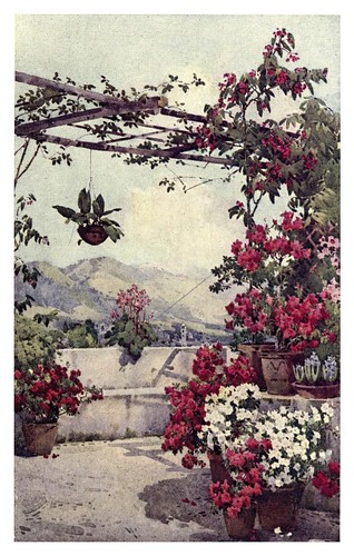 003-Azaleas en la Quinta Ilheos de Madeira-The flowers and gardens of Madeira - Du Cane Florence 1909