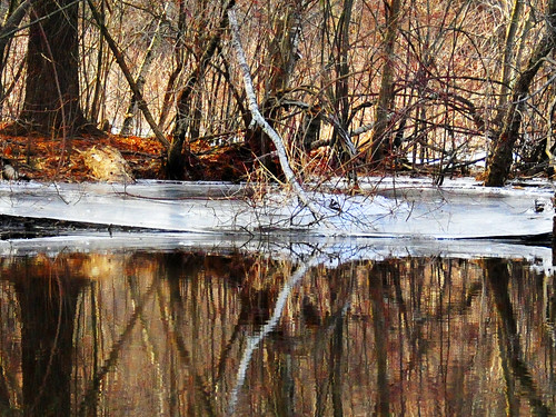 sudbury river february birch