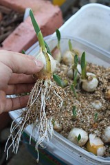 Elephant Garlic Roots