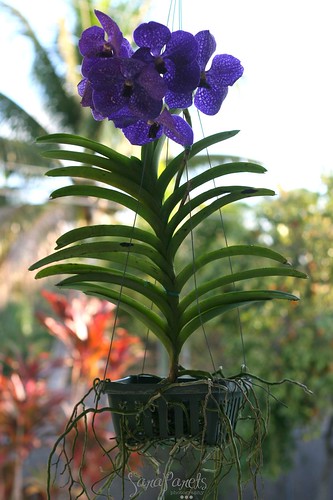 Dad's orchid